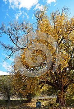 Stone water fountain under a tree with autumn leaves