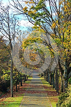 A stone way in green nature - autumn season