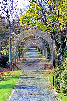 A stone way in green nature - autumn season