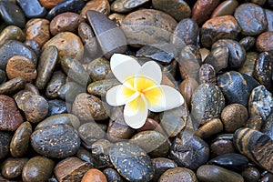 Stone and white frangipani