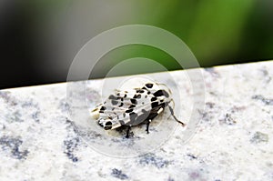 On the stone a white Hypercompe scribonia moth with black photo