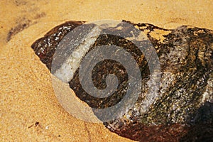 Stone with white line on sand beach in Sri lanka