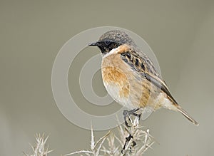 Stonebird, in cruise mode, resting, rural Turkey