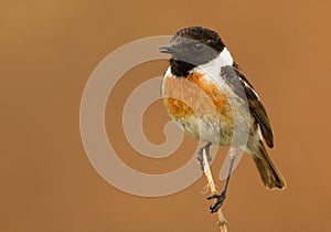 Stonechat