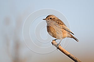 Stonechat on a beautiful background