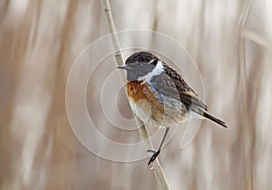 Stonechat bird