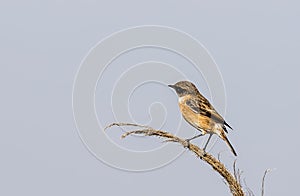 Stonechat on the Edge of Reed