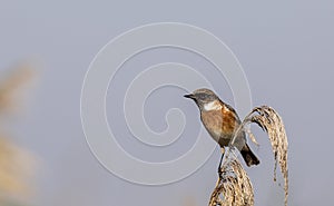 Stonechat on the Edge of Reed