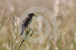 Stonechat Female Bird On Grass With Caterpillar Saxicola torquata