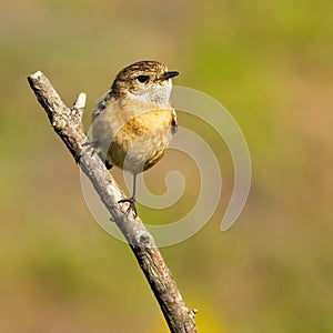 Stonechat - Female Perched on a branch - Saxicola rubicola