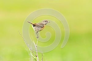 Stonechat, female (Saxicola torquata)