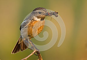 Stonechat with food