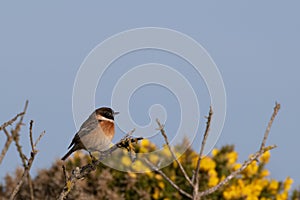 Stonechat on a gorse bush