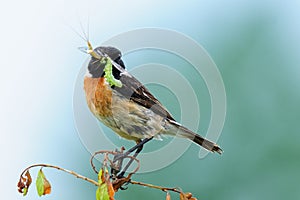 Stonechat s vyliahnutou vážkou v zobáku