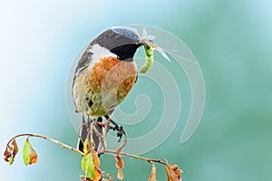 Stonechat s vyliahnutou vážkou v zobáku