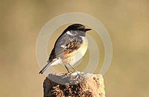 stonechat on an innkeeper