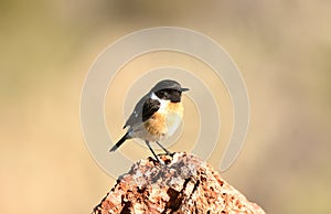 Stonechat on an innkeeper