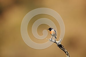 Stonechat male on branch