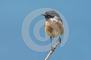 Stonechat perching on a twig