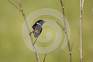 Stonechat on plant stalk