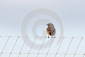 Stonechat resting on a metal fence