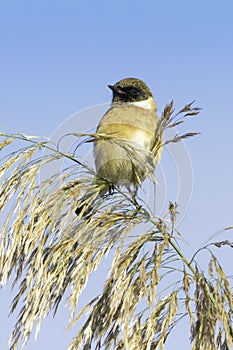 Stonechat resting on reed / Saxicola torquata