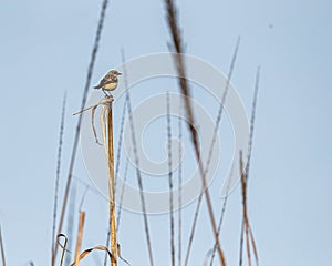 A Stonechat resting at the top