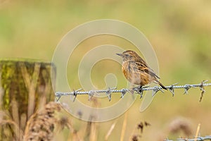 Stonechat (Saxicola rubicola