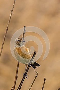 Stonechat (Saxicola rubicola