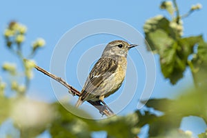 Stonechat, Saxicola rubicola, bird female perching