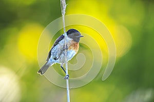 Stonechat, Saxicola rubicola, bird perching