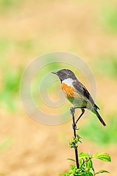 Stonechat Saxicola torquata - samec sediaci na suchej tráve