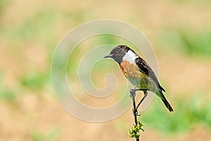 Stonechat Saxicola torquata - male sitting on dry grass