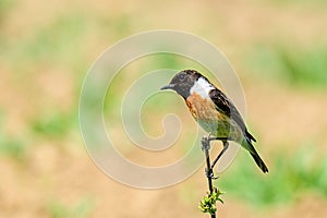 Stonechat Saxicola torquata - samec sediaci na suchej tráve