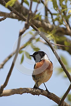 Stonechat (Saxicola torquata)