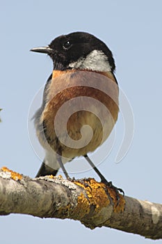 Stonechat (Saxicola torquata)