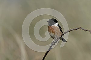 Stonechat, Saxicola torquata