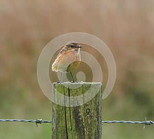 Stonechat. Scientific name Saxicola rubicola.