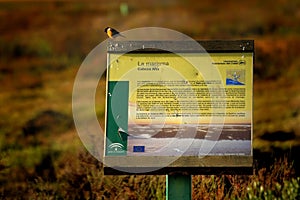 Stonechat sitting on the educaton board in Spanish Andalusia