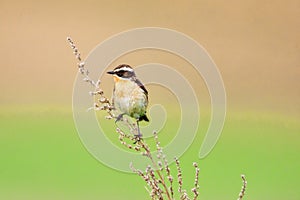 Stonechat. Stonechats are robin sized birds.