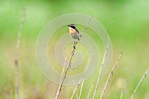 Stonechat. Stonechats are robin sized birds.