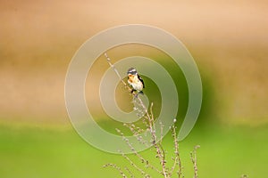 Stonechat. Stonechats are robin sized birds.