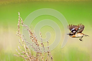 Stonechat. Stonechats are robin sized birds.