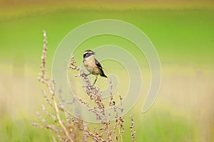 Stonechat. Stonechats are robin sized birds.