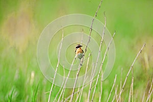 Stonechat. Stonechats are robin sized birds.