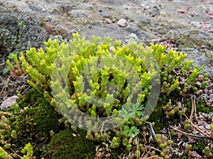 Stonecrop caustic close up on island Valaam