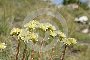Stonecrop of Nice flower