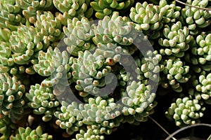 Stonecrop of Nice leaves