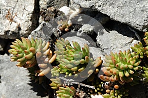 Stonecrop of Nice leaves