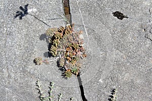 Stonecrop of Nice leaves